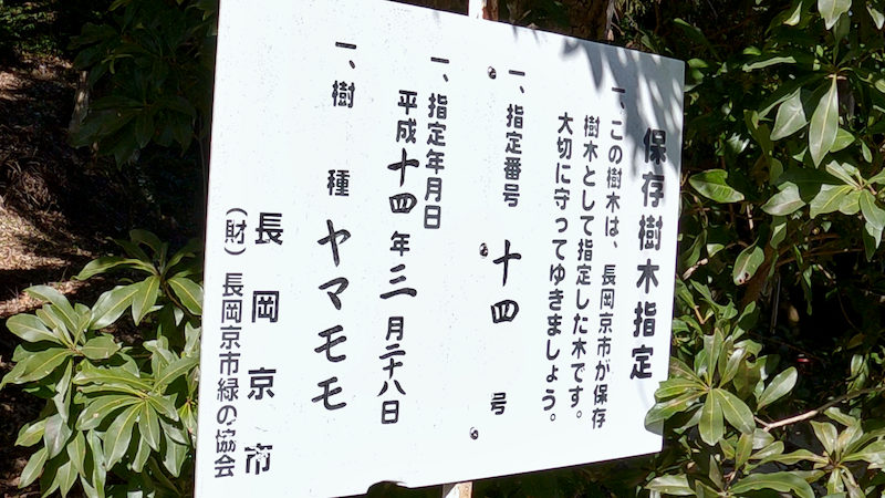 長岡京 走田神社 山桃