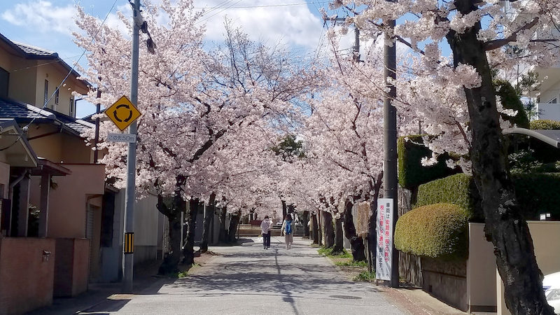 向日市 桜の径 噴水公園 東