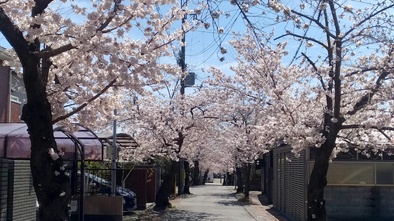 向日市 桜の径 4