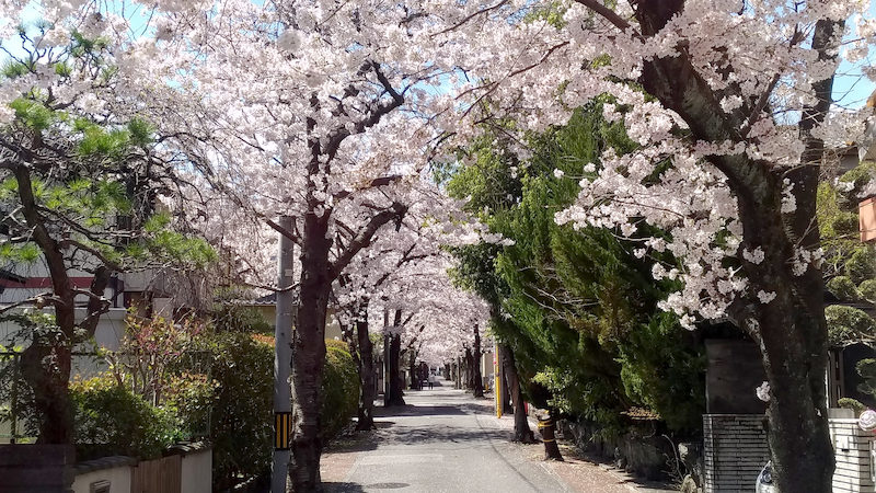 向日市 桜の径 6